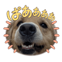 [LINEスタンプ] GoldenRetriever589
