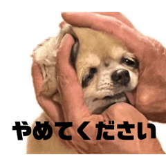 [LINEスタンプ] きゅんちゃこ