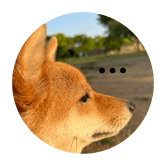 [LINEスタンプ] SHIBA INU ちゃん
