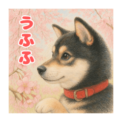 [LINEスタンプ] 黒柴わさび ・ そっくりイラストのスタンプ