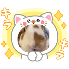 [LINEスタンプ] ねこになったんです。うさぎのフッくん
