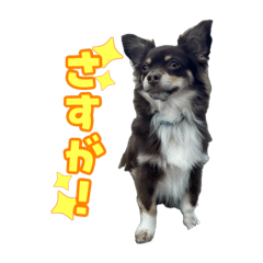 [LINEスタンプ] ラテとジローのスタンプ
