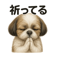 [LINEスタンプ] お祈りするマルチーズ