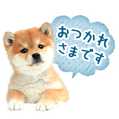 [LINEスタンプ] 敬語でふきだし柴犬だワン