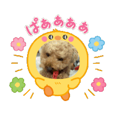 [LINEスタンプ] COCOまるちゃんの動くスタンプ①