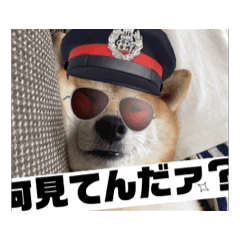 [LINEスタンプ] 豆柴の福と申します