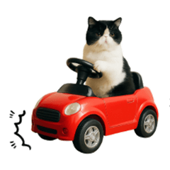 [LINEスタンプ] ぽっちゃり猫の実写風スタンプ(丁寧語)