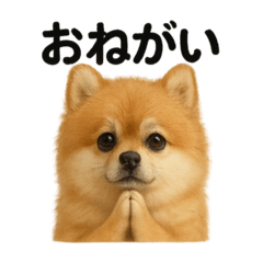 [LINEスタンプ] 祈りするポメラニアン