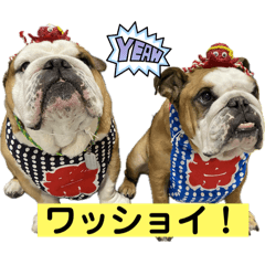 [LINEスタンプ] ブルドッグのじんあいfamily