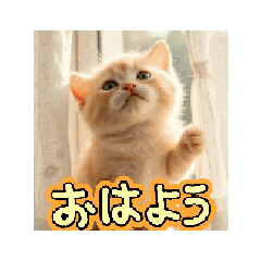 [LINEスタンプ] 子猫ちゃん スタンプ