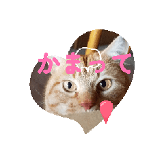 [LINEスタンプ] 茶トラマイくん