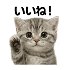 [LINEスタンプ] ぼく。マンチカン！子猫の日常挨拶