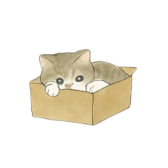 [LINEスタンプ] ずっと使える淡色にゃんこスタンプ