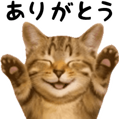 [LINEスタンプ] ▶︎動く！猫スタンプ