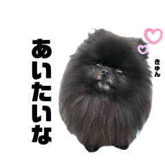 [LINEスタンプ] 色々使える黒ポメ【コロ】のスタンプ♡