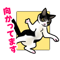 [LINEスタンプ] あの猫スタンプ