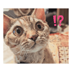 [LINEスタンプ] おネムのスタンプ