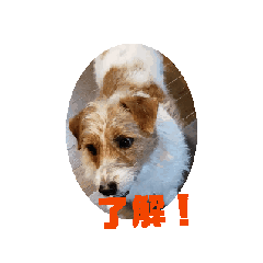 [LINEスタンプ] 元気なてっちゃんの動くスタンプです。