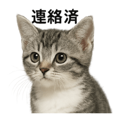 [LINEスタンプ] ビジネスで使える子猫のマンチカン