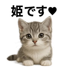 [LINEスタンプ] 子猫のマンチカン。アニメ、マンガ言葉集