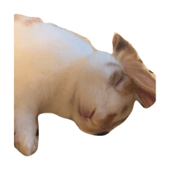 [LINEスタンプ] 使い方自由です。うさぎのフッくん