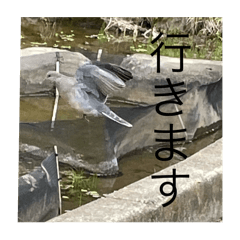 [LINEスタンプ] 写真の鳩3
