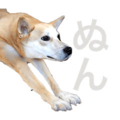 [LINEスタンプ] 伝説の犬、田んぼしゃんのスタンプ
