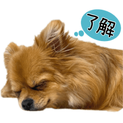 [LINEスタンプ] ここあ＆ここあ