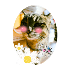 [LINEスタンプ] うちのnekoシリーズ2