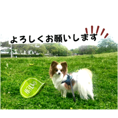 [LINEスタンプ] パピヨンの独り言！