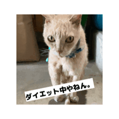 [LINEスタンプ] ペット達でっす！♡