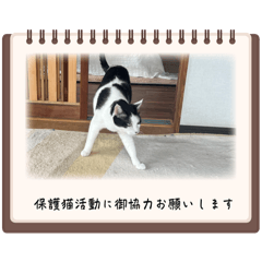 [LINEスタンプ] 糸島の猫達