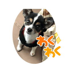 [LINEスタンプ] チョコ、空の画像（メイン）