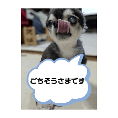 [LINEスタンプ] ニカ16歳頑張ります