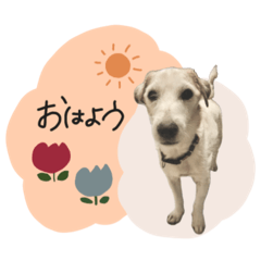 [LINEスタンプ] シュシュとチャチャ
