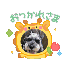 [LINEスタンプ] 愛犬シュナウザームック