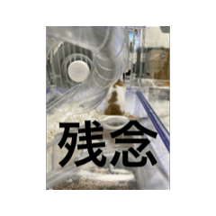 [LINEスタンプ] 猫可愛いjmumg498