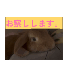 [LINEスタンプ] 達観うさぎ (耳は垂れても頭はたれない)