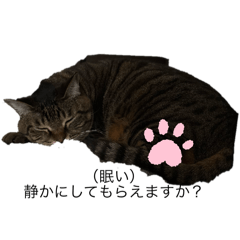 [LINEスタンプ] 毎日猫とお話し