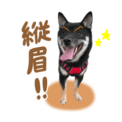 [LINEスタンプ] 豆柴のモモちゃん！
