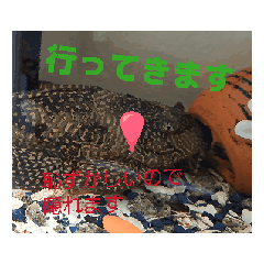 [LINEスタンプ] 動くよインコ＆プレコ