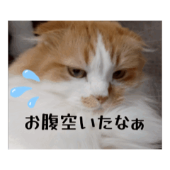 [LINEスタンプ] 愉快なCATたち