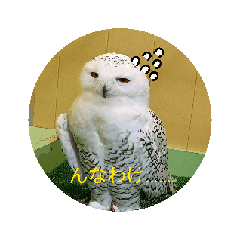 [LINEスタンプ] フクロウさんの日常