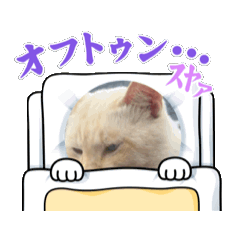 [LINEスタンプ] ハクちゃんの日常(猫)