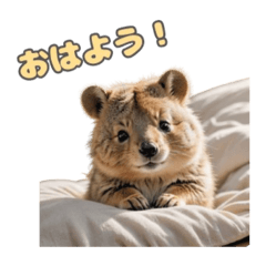 [LINEスタンプ] 愛らしいクオッカ6（日本語）