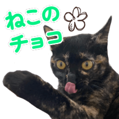 [LINEスタンプ] ねこのチョコスタンプ