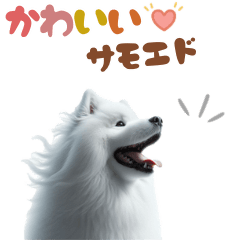 [LINEスタンプ] いつでも使えるサモエドスタンプ