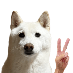 [LINEスタンプ] シロちゃんピース