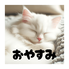 [LINEスタンプ] 猫のしゃしんスタンプ