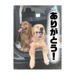 [LINEスタンプ] いろんないぬたち